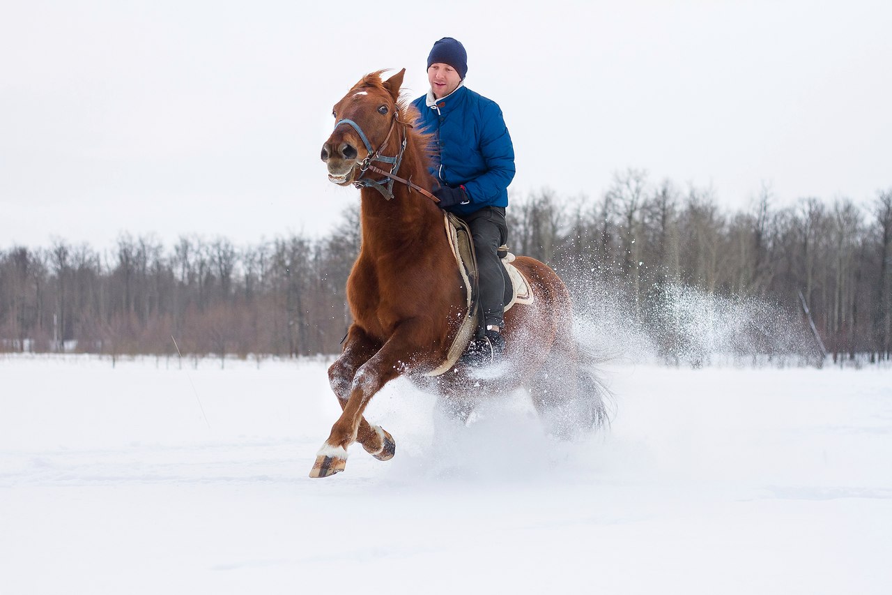 Horse екатеринбург. КСК белая лошадь Екатеринбург. Лошадь в ЕКБ покататься. Конный клуб белая лошадь. Покататься на лошадях в Оренбурге.